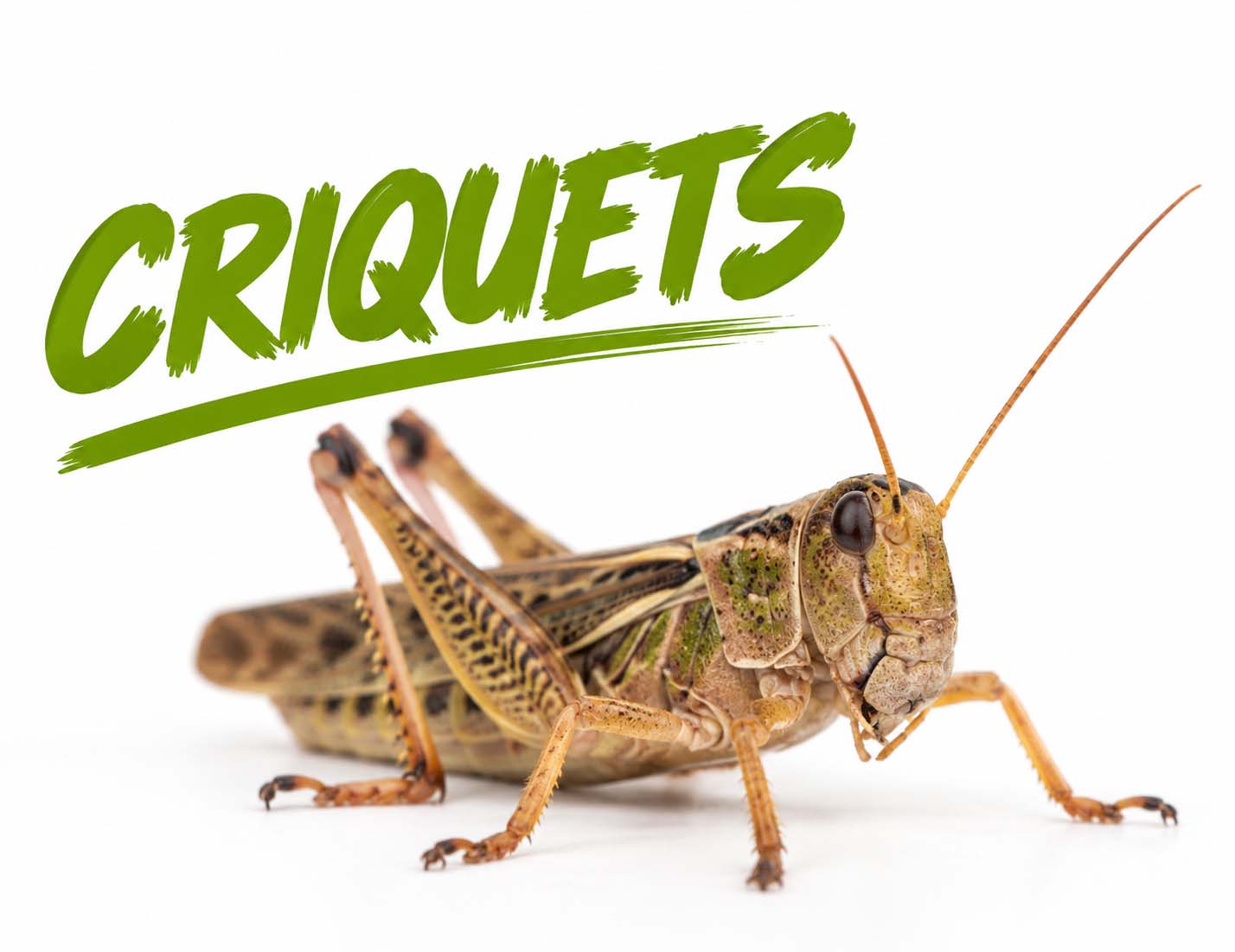 criquets nourriciers